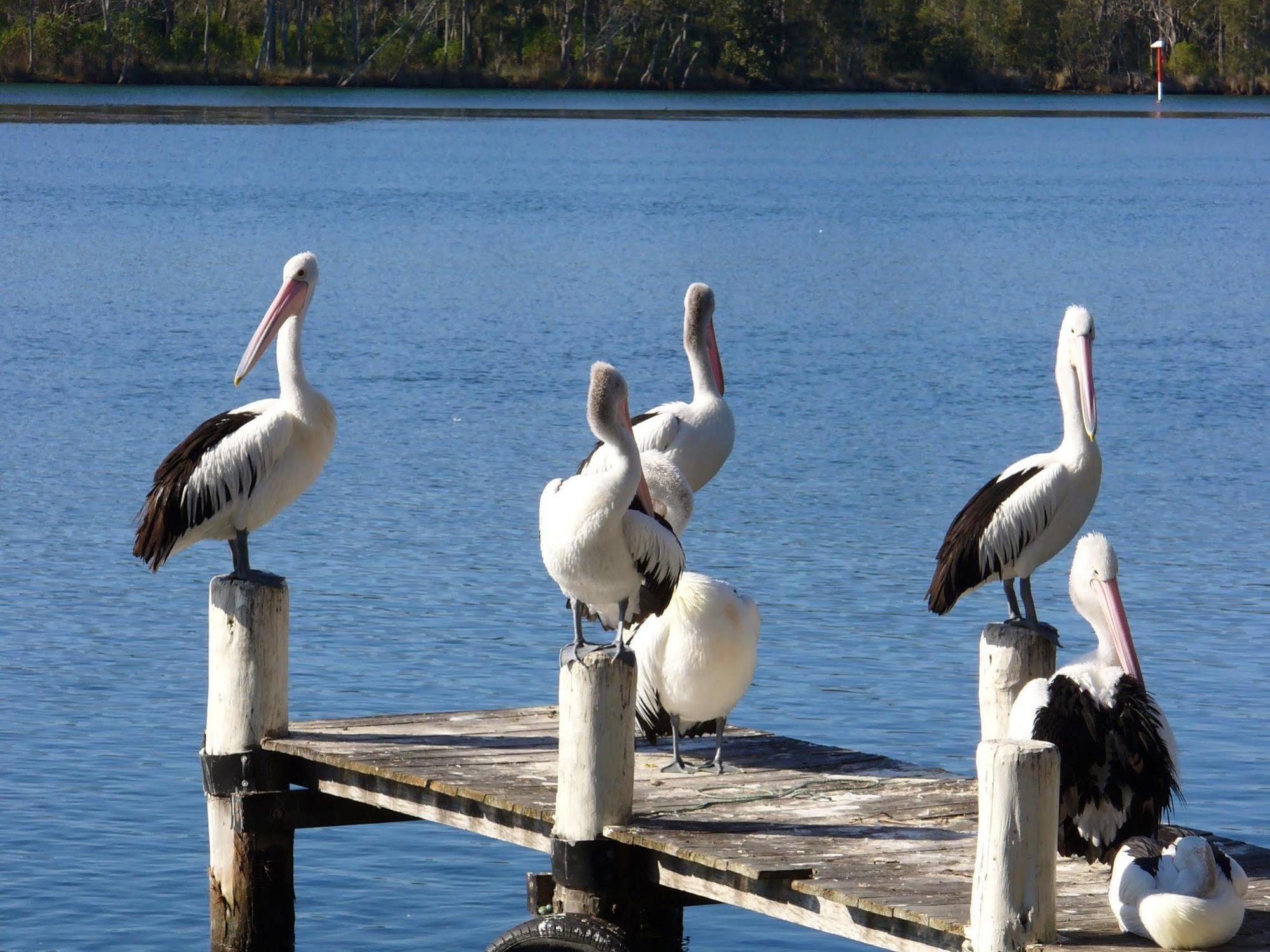 Huskisson Beach Motel מראה חיצוני תמונה